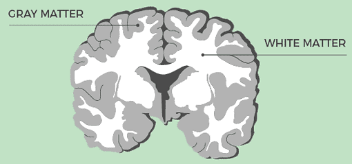 Placeholder image for Grey Matter vs White Matter
